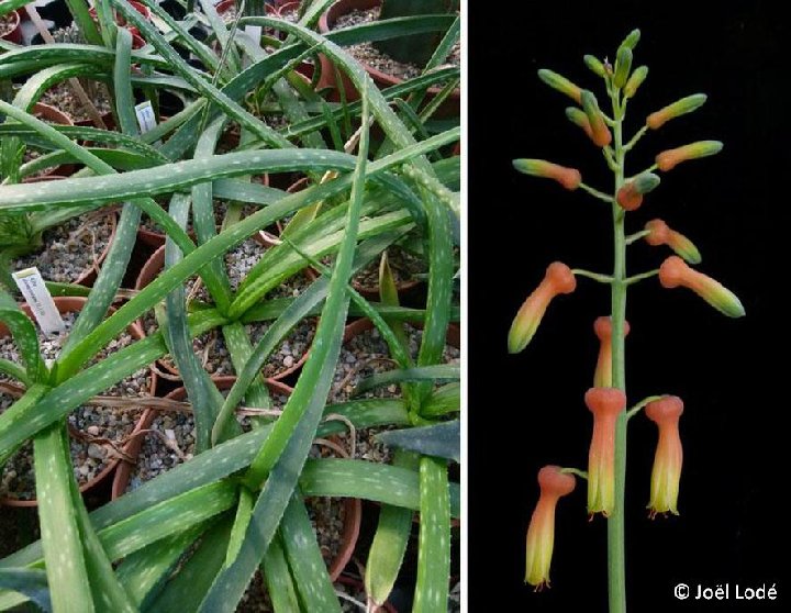 Aloe dumetorum Marsabit, Kenya ©JLcoll.281